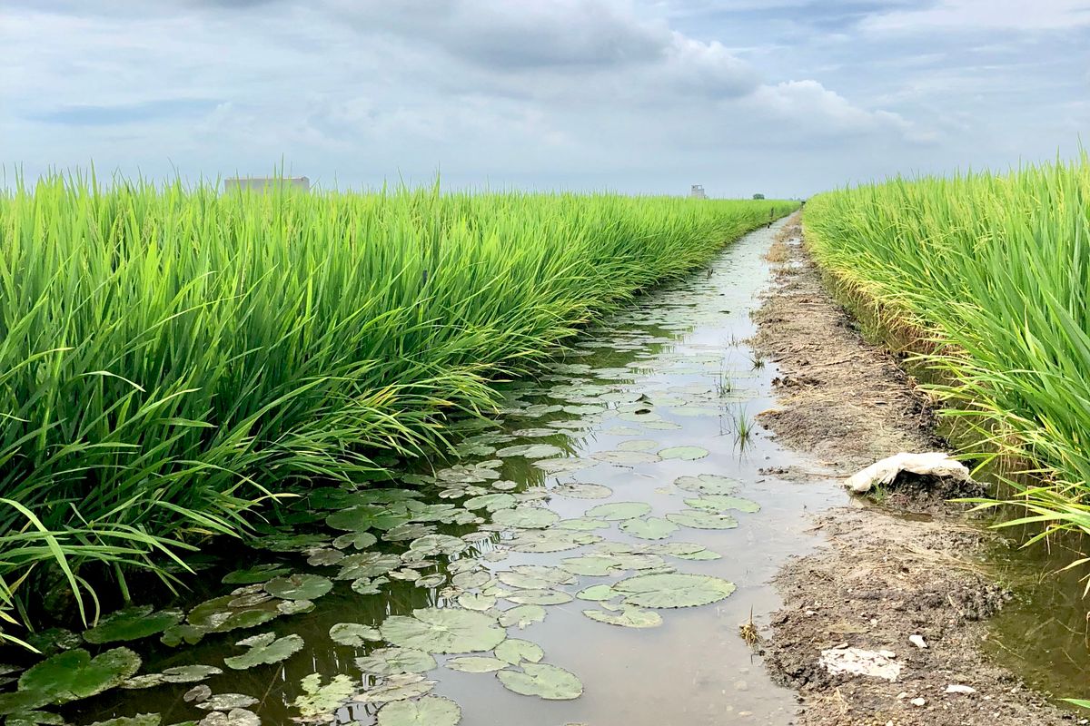 Green rice paddy field with an irrigation channel, rural Langkawi