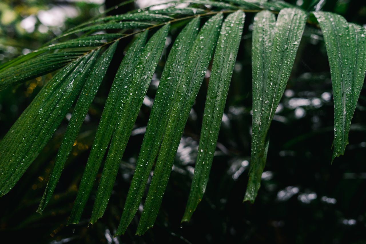Raindrops on lush green tropical leaves during the monsoon