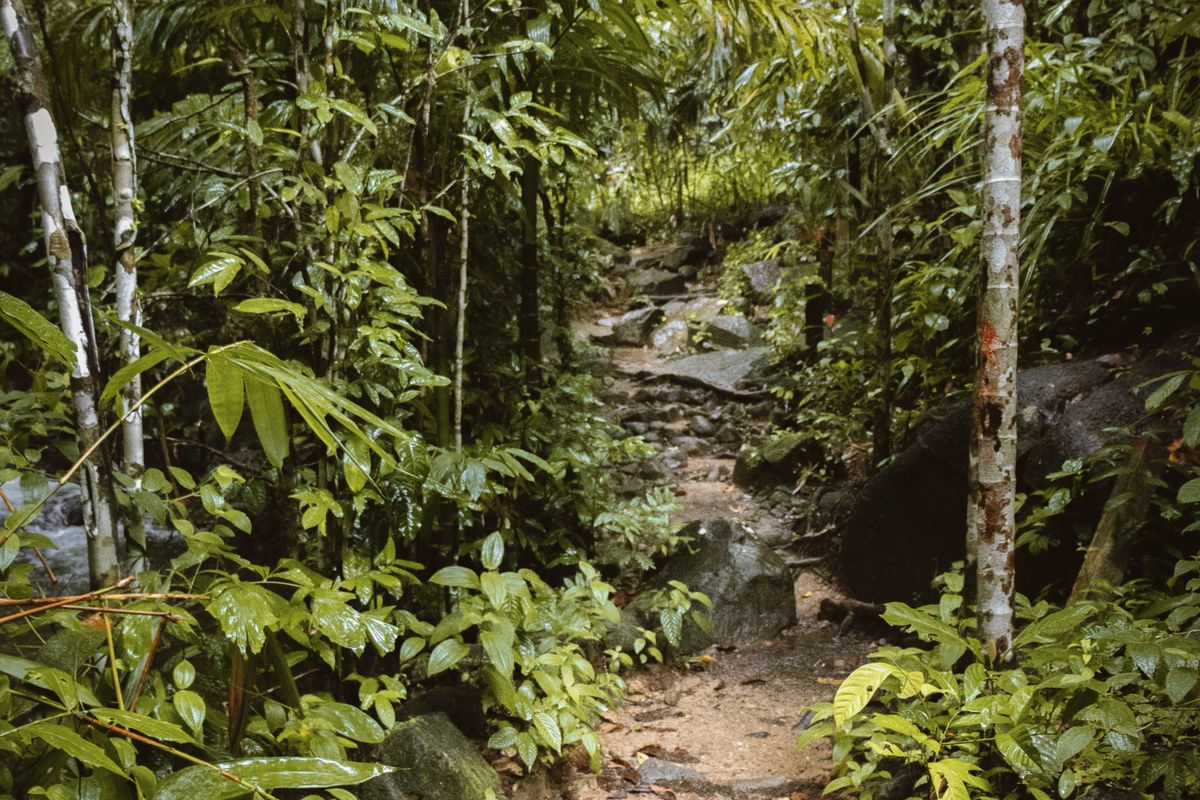 Shaded rainforest trail offering cover from the midday heat, Langkawi