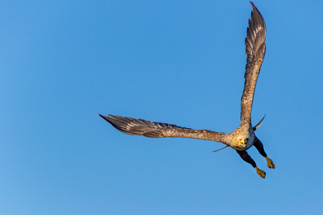 A sea eagle soaring with wings spread against a clear blue sky