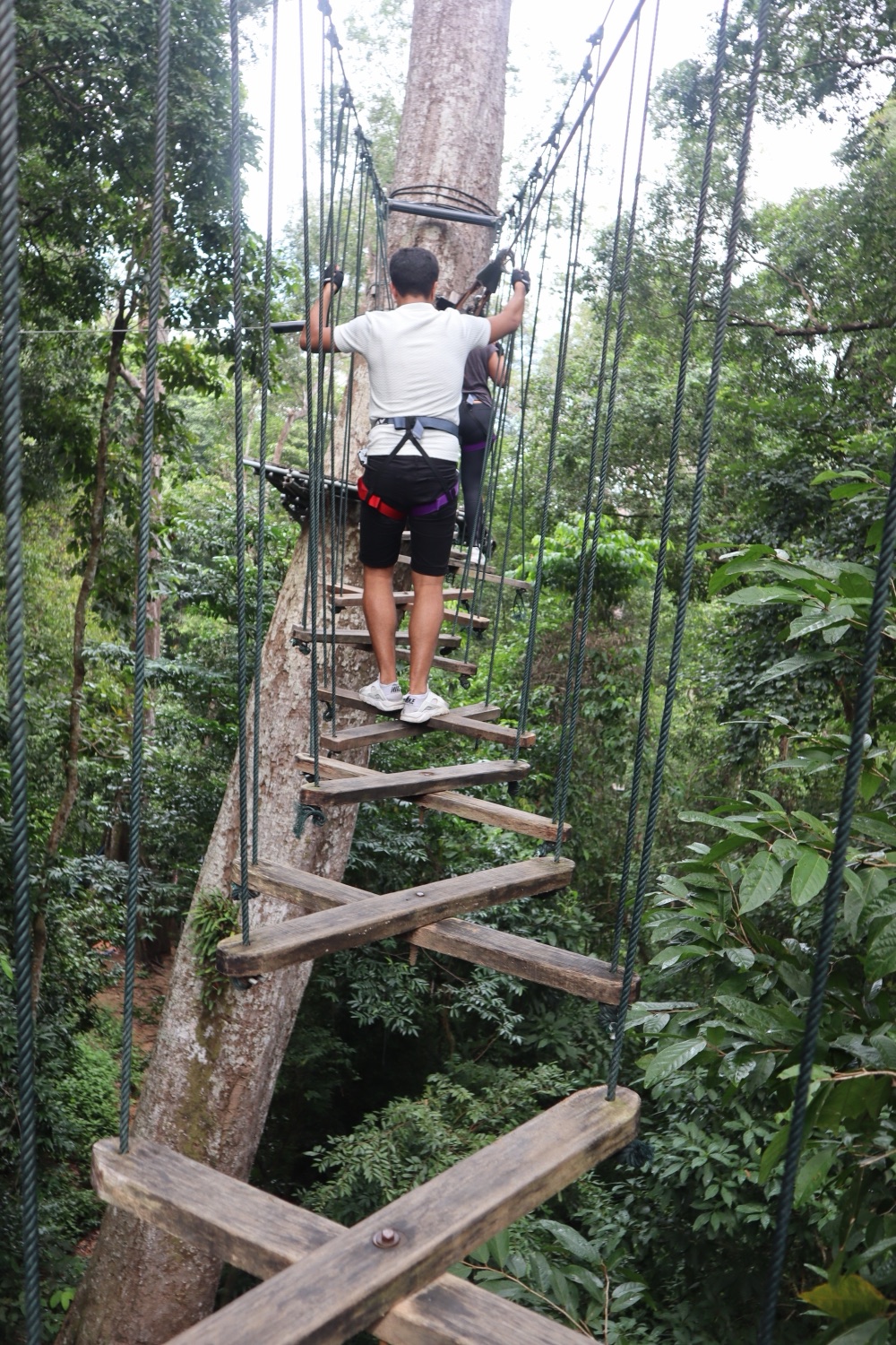 A visitor climbing a suspended wooden rope ladder up a tall tree trunk at SKYTREX Langkawi